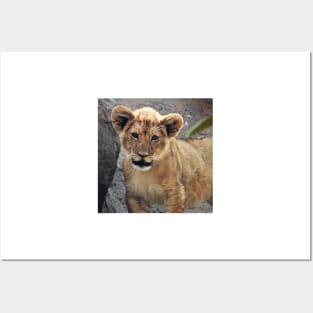 Lion Cub Posters and Art